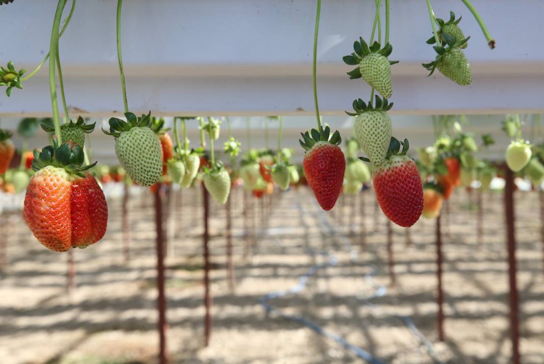 İki kadın el ele verip yerde değil gökte yetiştirdi 4